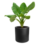 pure cilinder wheels 40 black